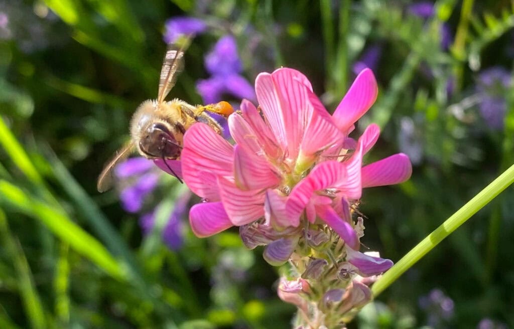 Bee Valais Brand Titel